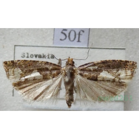 Epinotia trigonella (Linnaeus, 1758) Czech50f